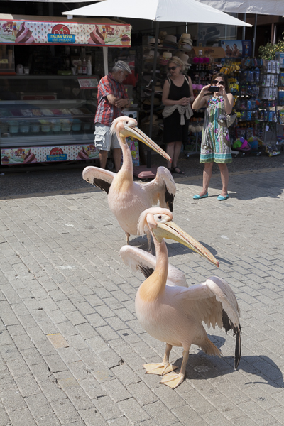 View of Fikardou Ancient Village