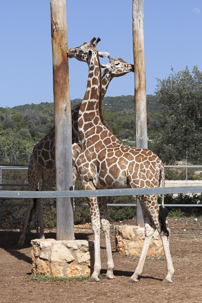 View of Fikardou Ancient Village